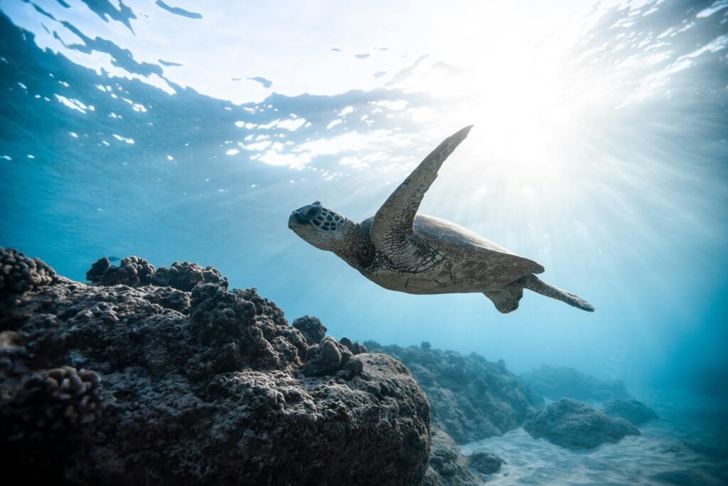 Blue Beauty: Sustainable Products That Protect the Ocean - 3