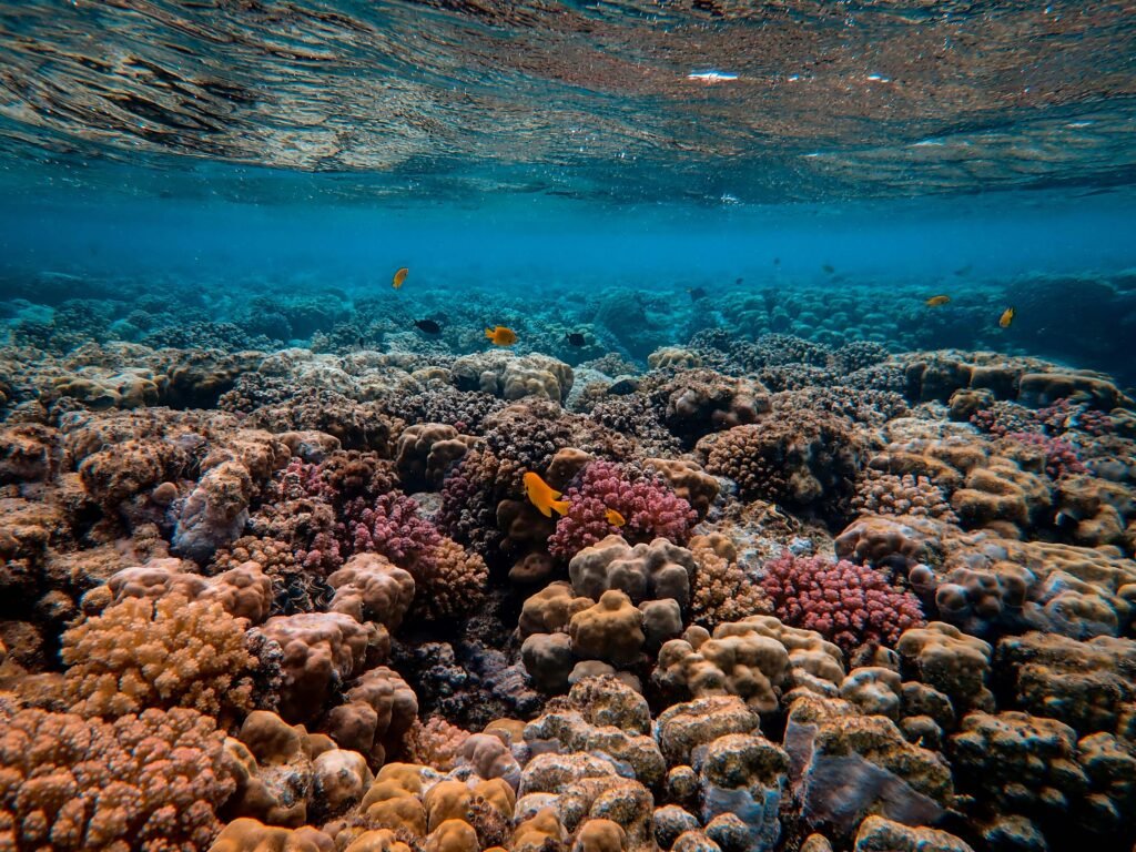 Blue Beauty: Sustainable Products That Protect the Ocean - 2